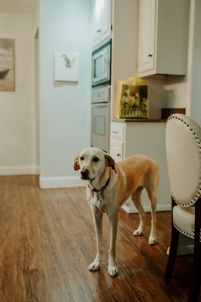 A yellow lab standing in a house