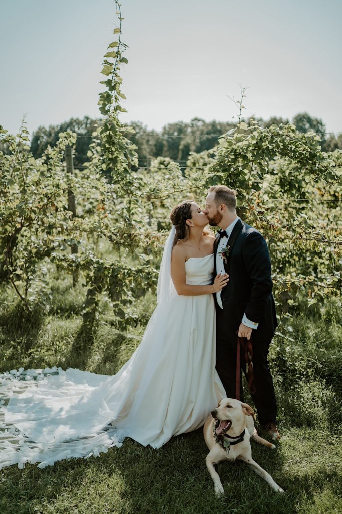 Bride and groom kiss in front of a vineyard while their yellow lab is laying down next to them