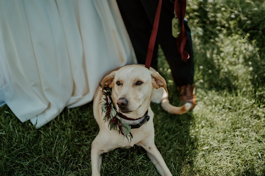 Yellow lab laying in the grass on a leash with a wreath on his neck next to his owners wearing their wedding attire
