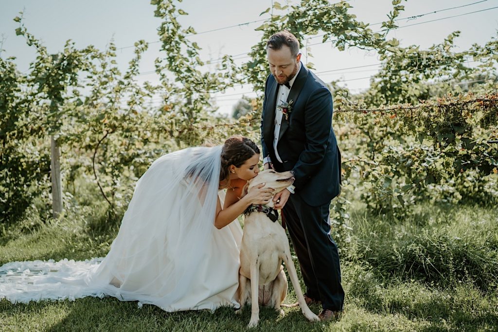 Bride kisses her yellow lab in front of a vineyard while the groom stands next to the lab and scratches his chin